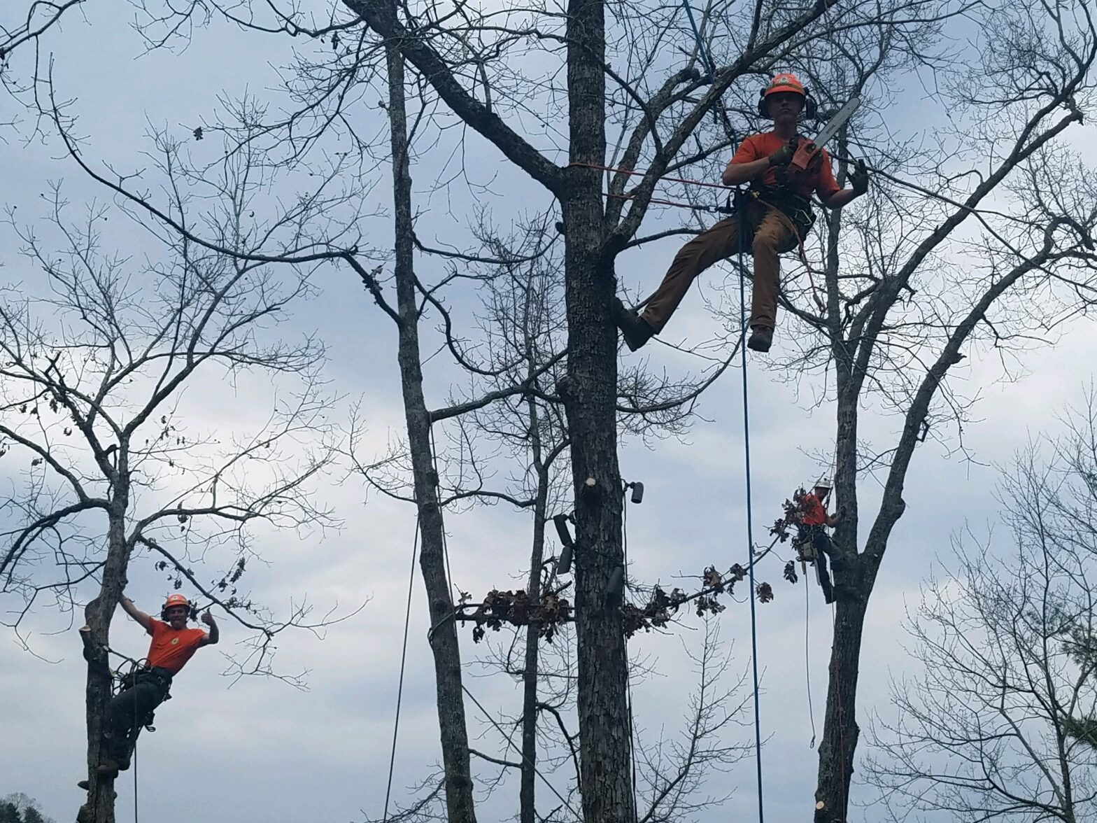 Pruning